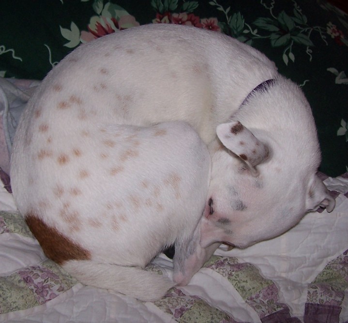 Not an armadillo... It's Boomer all curled up!