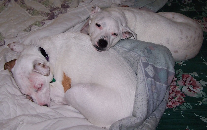 Another Casey-pillow!