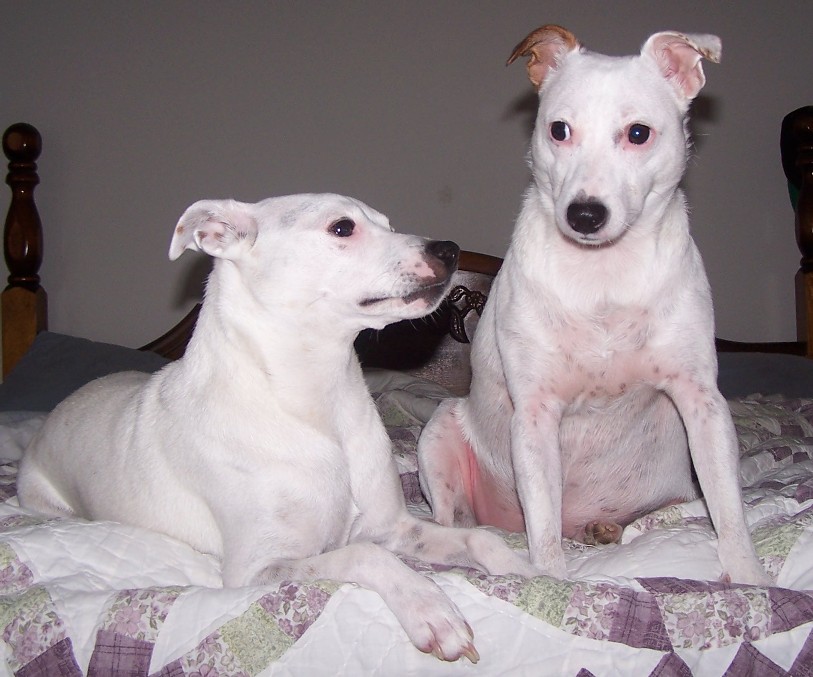 Casey looks like Spunky from Rocko's Modern Life! LOL!!