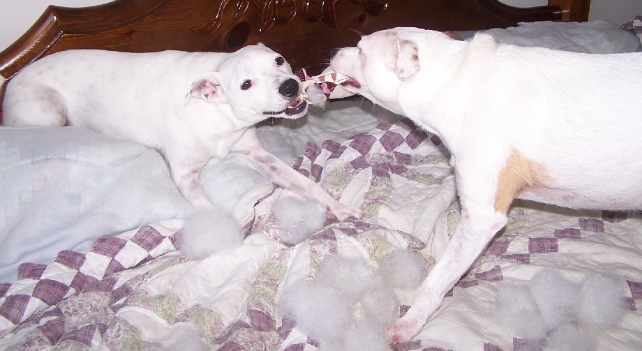 Mine! NO! Mine! NOOO! MINE!!